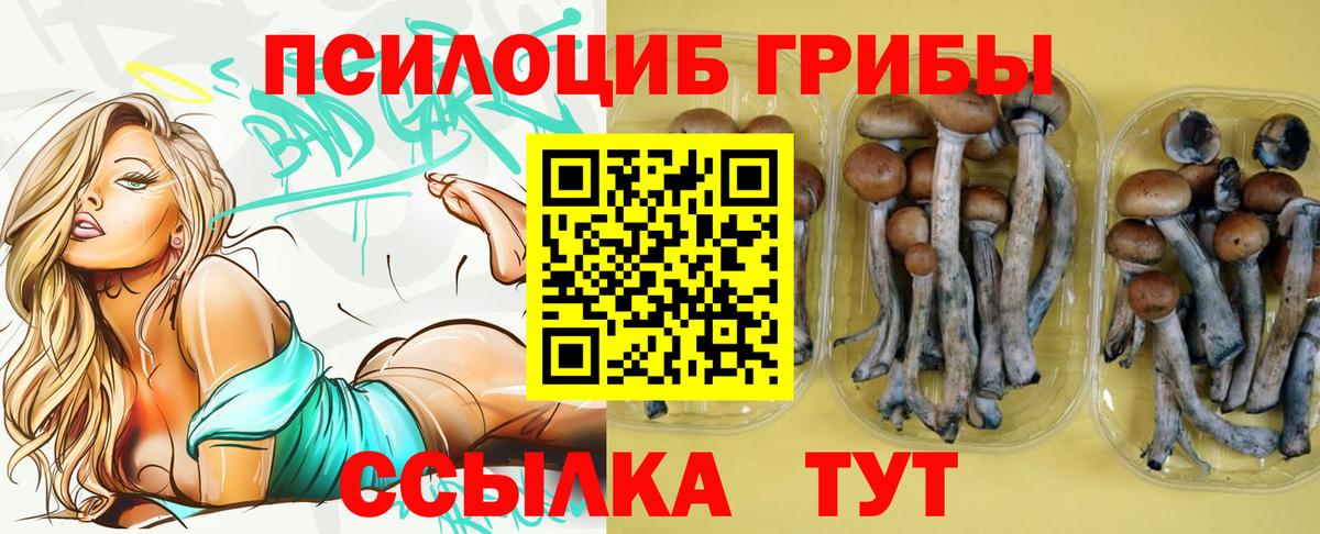 Псилоцибиновые грибы Cubensis Ачхой-Мартан